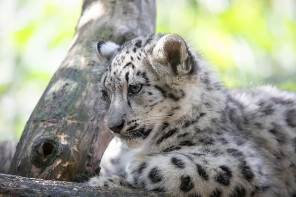 Leopardo Delle Nevi Gatto Predatore Animale — Foto Stock