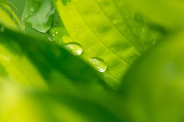 Macro Water Druppels Groen Plantenblad Voor Natuurlijke Achtergrond Mooi Behang — Stockfoto