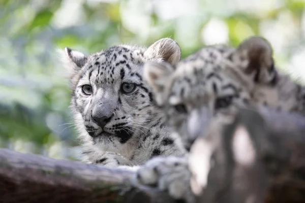 Speels Kitten Van Kat Snow Leopard Irbis Uncia Unca — Stockfoto