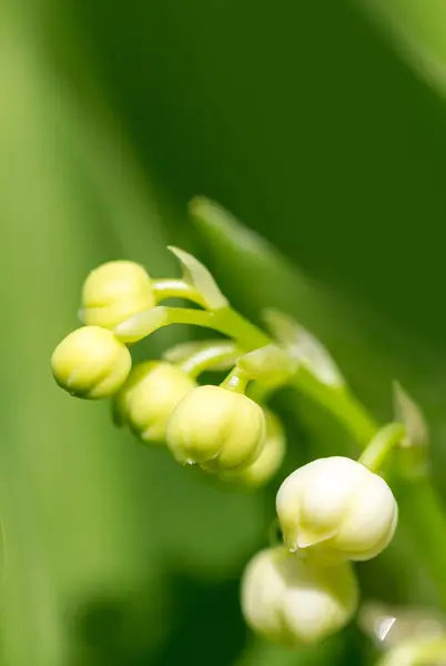 Blooming Lily Valley Spring Garden Shallow Focus Green Natural Wallpaper — Stock Photo, Image