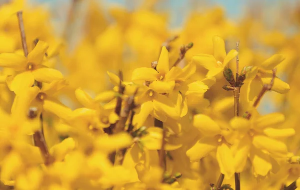 Красивый Желтый Цветок Forsythia Дерево Весеннем Саду Природный Весенний Фон — стоковое фото