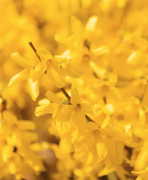 Gyönyörű Sárga Virág Forsythia Tavaszi Kertben Természetes Tavasz Háttér — Stock Fotó