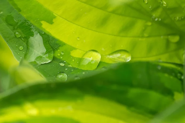 Macro Water Drops Green Plant Leaf Natural Background Beautiful Wallpaper — Stock Photo, Image