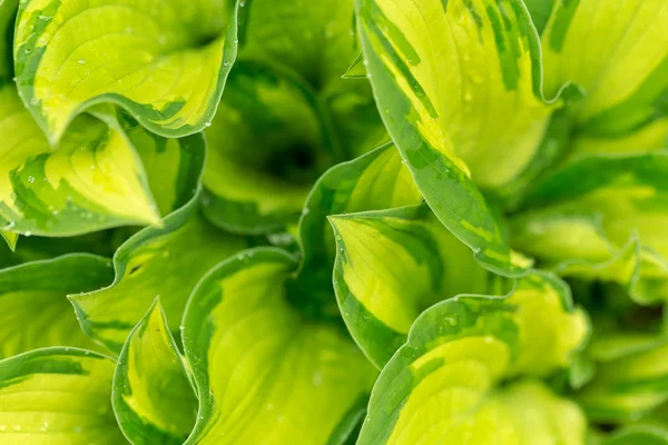 Σταγόνες Νερό Μακροεντολή Φύλλα Πράσινου Φυτού Για Φυσικό Υπόβαθρο Όμορφη — Φωτογραφία Αρχείου