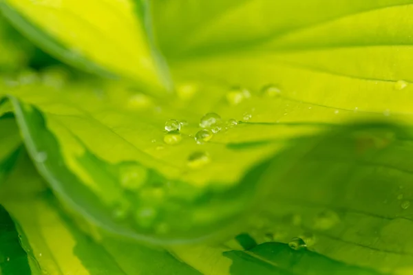Makro Krople Wody Zielonym Liście Roślin Dla Naturalnego Tła Piękne — Zdjęcie stockowe