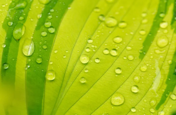Doğal Arkaplan Için Yeşil Bitki Yaprağına Makro Damlaları Fon Kullanımı — Stok fotoğraf