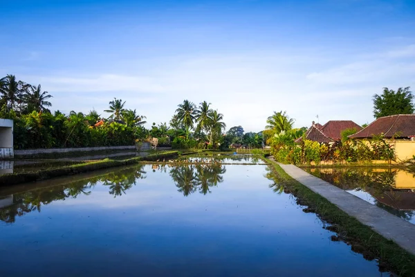 Paddy Field Water Sunset Ubud Bali Indonesia — Stock Photo, Image