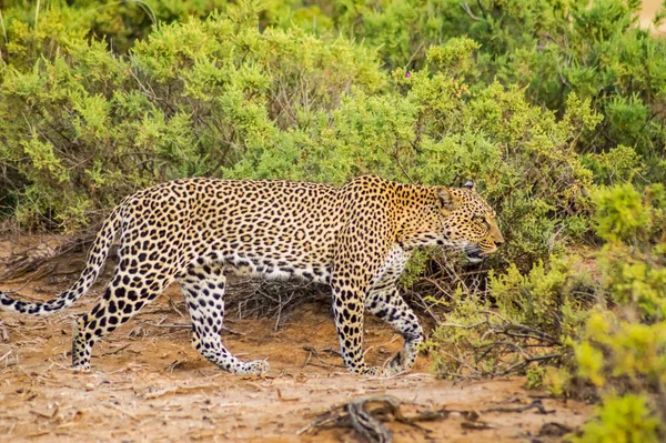 Seekor Macan Tutul Berjalan Hutan Taman Samburu Tengah Kenya — Stok Foto