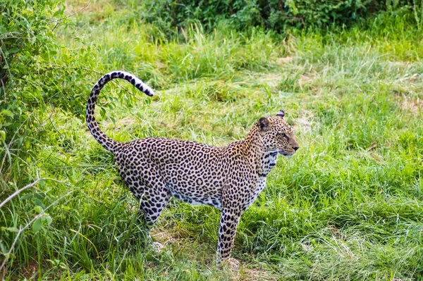 Egy Leopárd Sétál Erdőben Samburu Parkban Kenyában — Stock Fotó