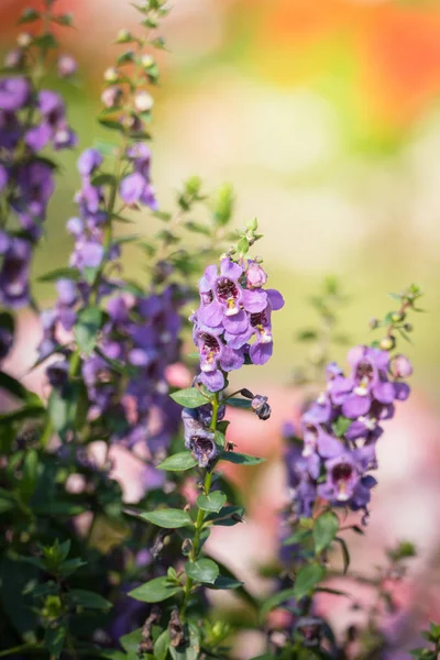 Achtergrond Afbeelding Van Kleurrijke Bloemen Achtergrond Natuur — Stockfoto