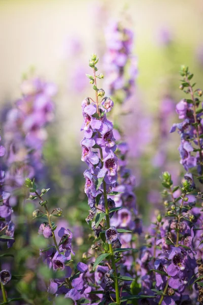 Achtergrond Afbeelding Van Kleurrijke Bloemen Achtergrond Natuur — Stockfoto