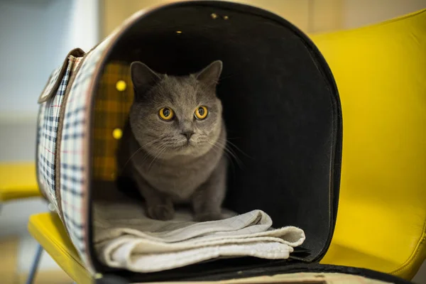 Katze Einer Tierklinik Katzenpatientin Wartet Wartezimmer Einer Tierklinik — Stockfoto
