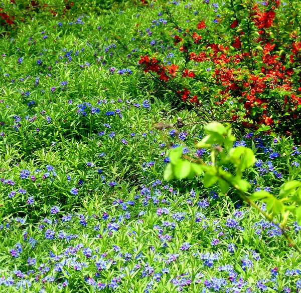 Květiny Zahradě — Stock fotografie