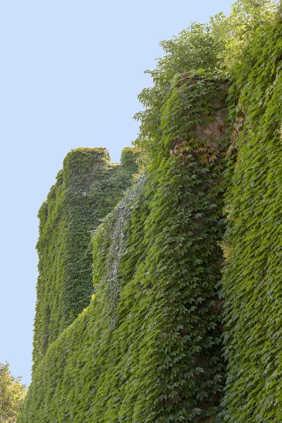 Detalles Pared Marfil Sobrecrecido Ambiente Soleado — Foto de Stock