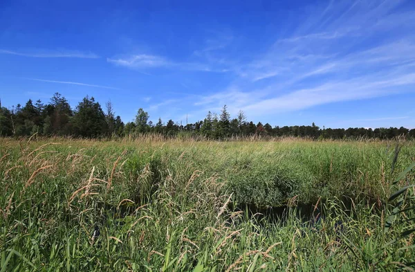 Wurzacher Ried Bad Wurzach Stad Bayern Tyskland Med Många Underbara — Stockfoto