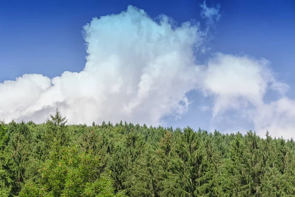 Picturesque Viewpoint Forest Background Blue Sky — Stock Photo, Image