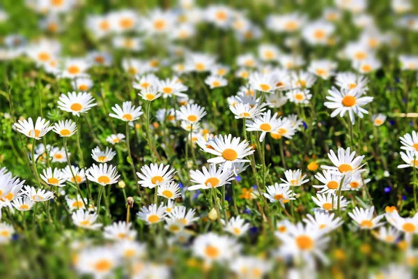 Blumenwiese Sommer Mit Verschiedenen Bunten Blumen Diese Farbenfrohe Pracht — Stockfoto