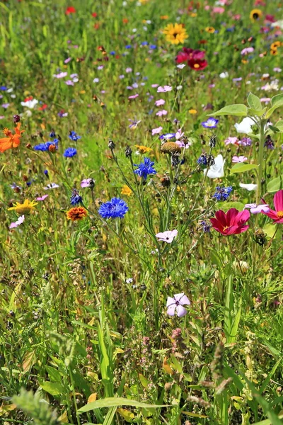 Flower Meadow Summer Different Colorful Flowers Colorful Splendor — Stock Photo, Image