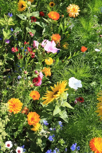 Prado Flores Verão Com Diferentes Flores Coloridas Este Esplendor Colorido — Fotografia de Stock