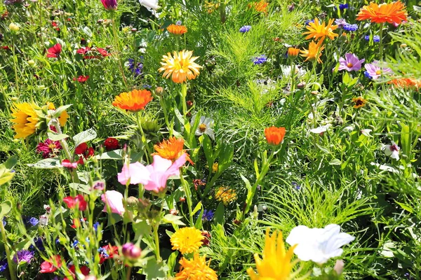 Prado Flores Verão Com Diferentes Flores Coloridas Este Esplendor Colorido — Fotografia de Stock