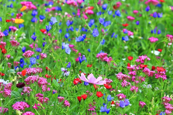 Kwiat Łące Lecie Różnych Kolorowych Kwiatów Ten Kolorowy Splendor — Zdjęcie stockowe