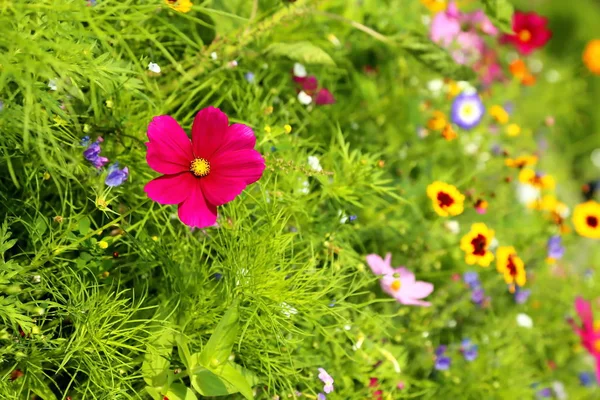Pradera Flores Verano Con Diferentes Flores Colores Este Esplendor Colorido —  Fotos de Stock