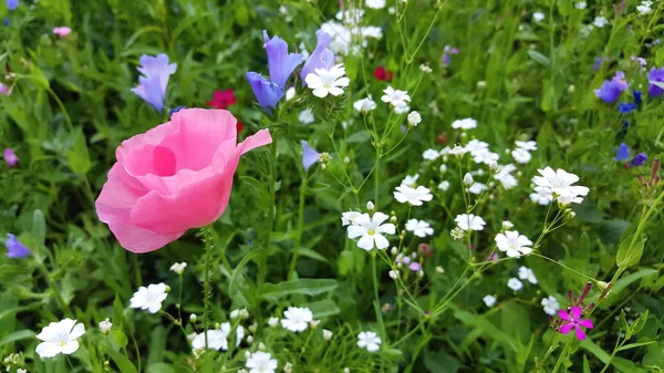 赤いケシの花と夏の花の草原 — ストック写真