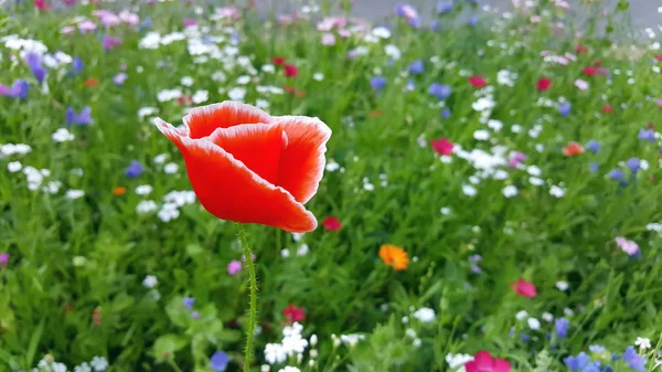 赤いケシの花と夏の花の草原 — ストック写真