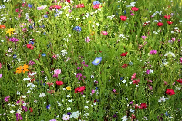 Flower Meadow Summer Different Colorful Flowers Colorful Splendor — Stock Photo, Image