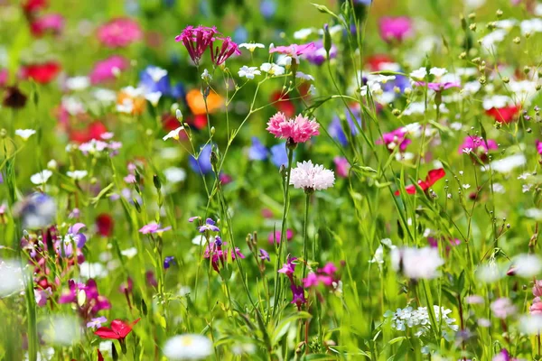 Pradera Flores Verano Con Diferentes Flores Colores Este Esplendor Colorido — Foto de Stock