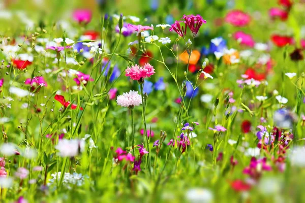 夏天的花草甸 有不同的五颜六色的花 这五颜六色的辉煌 — 图库照片