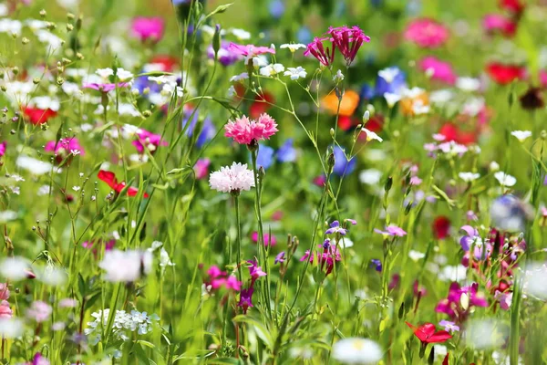 Flower Meadow Summer Different Colorful Flowers Colorful Splendor — Stock Photo, Image