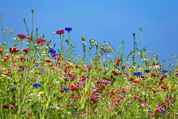 Prairie Fleurs Été Avec Ciel Bleu Point Vue Souris — Photo