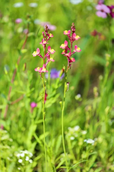 Weide Van Bloem Zomer Met Verschillende Kleurrijke Bloemen Deze Kleurrijke — Stockfoto