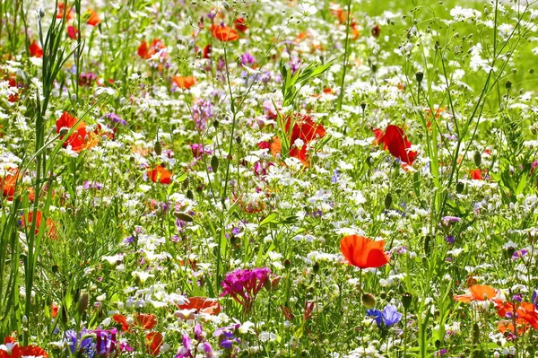 Hermosas Flores Amapolas Fondo —  Fotos de Stock