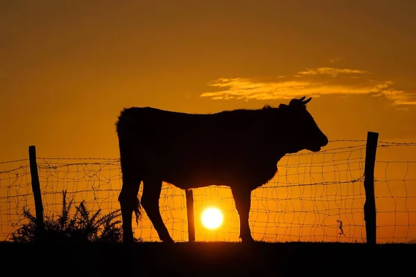 Корова Сонце Заході Сонця Більбао Spain — стокове фото