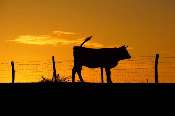 Cow Sun Sunset Bilbao Spain — Stock Photo, Image