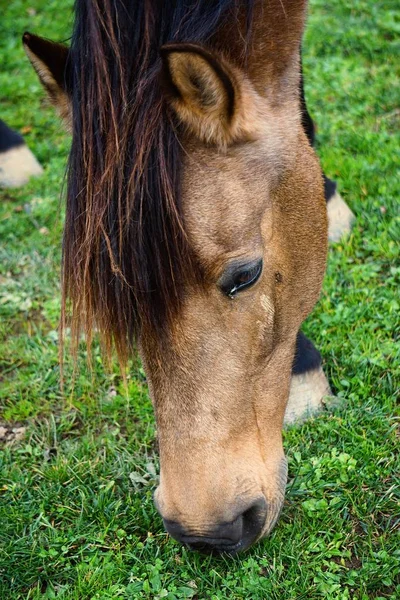 棕色的马 马类动物 — 图库照片