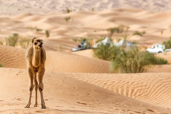 Ung Kamel Ensam Står Bland Sanddynerna Saharaöknen Nära Douz Tunisien — Stockfoto