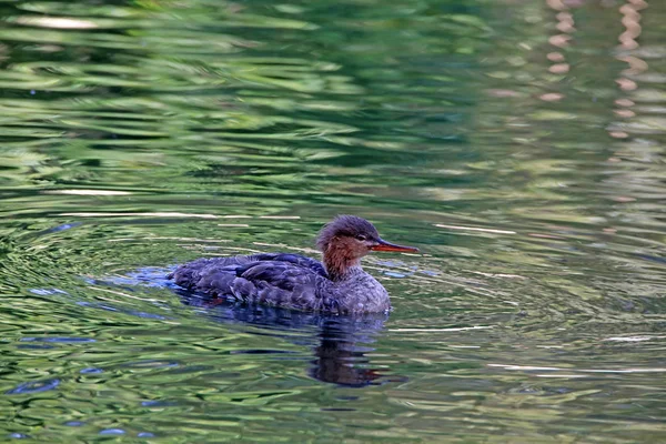 Cacciatore Medio Mergus Serrator — Foto Stock