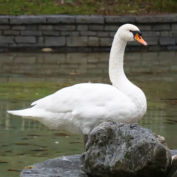 Witte Zwaan Natuur — Stockfoto