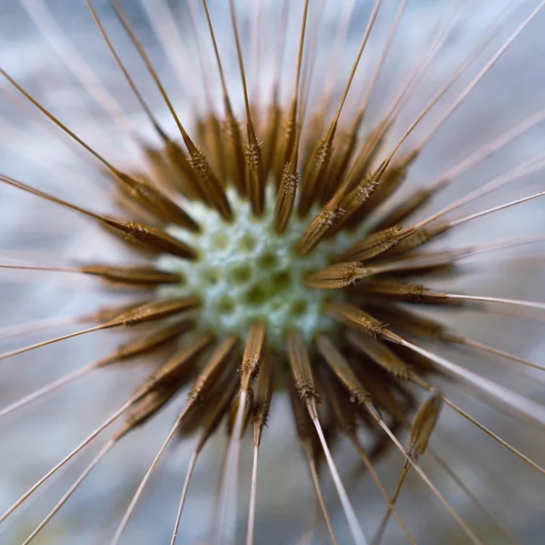 Schöne Aussicht Auf Natürliche Löwenzahnblume — Stockfoto