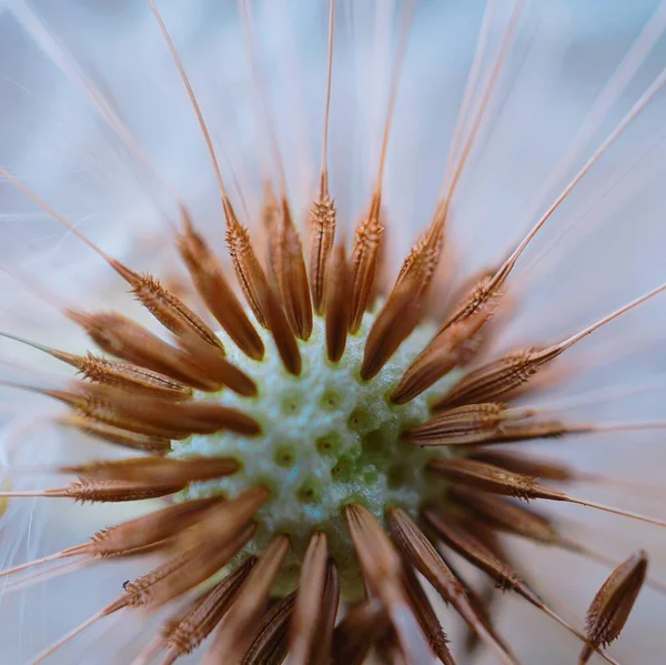 Красивий Вид Квітку Природної Кульбаби — стокове фото