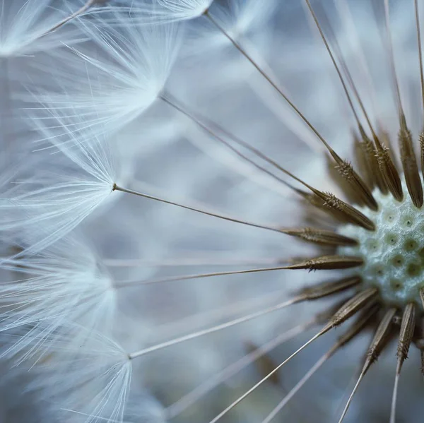 Schöne Aussicht Auf Natürliche Löwenzahnblume — Stockfoto