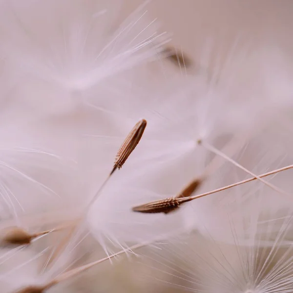 Прекрасный Вид Природный Цветок Одуванчика — стоковое фото
