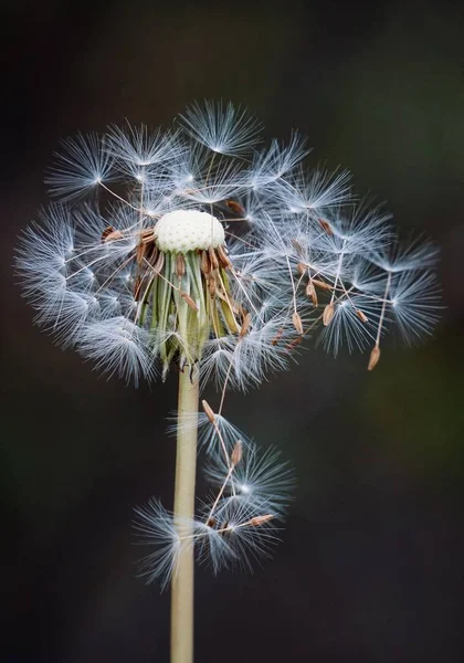 Vacker Utsikt Över Naturliga Maskros Blomma — Stockfoto