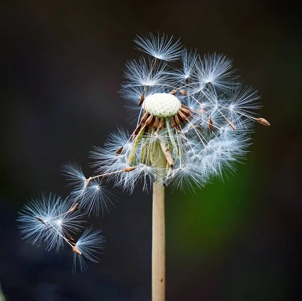 Vacker Utsikt Över Naturliga Maskros Blomma — Stockfoto