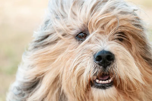 Hoofd Van Tibetaanse Terrierhond Wind — Stockfoto