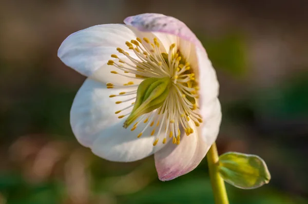 Helleborusblüte Mit Staubgefäßen Wald Sonnenlicht — Stockfoto