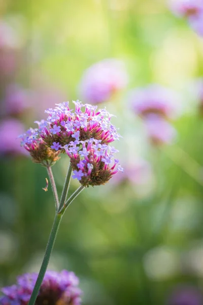 Imagen Fondo Las Flores Colores Naturaleza Fondo — Foto de Stock